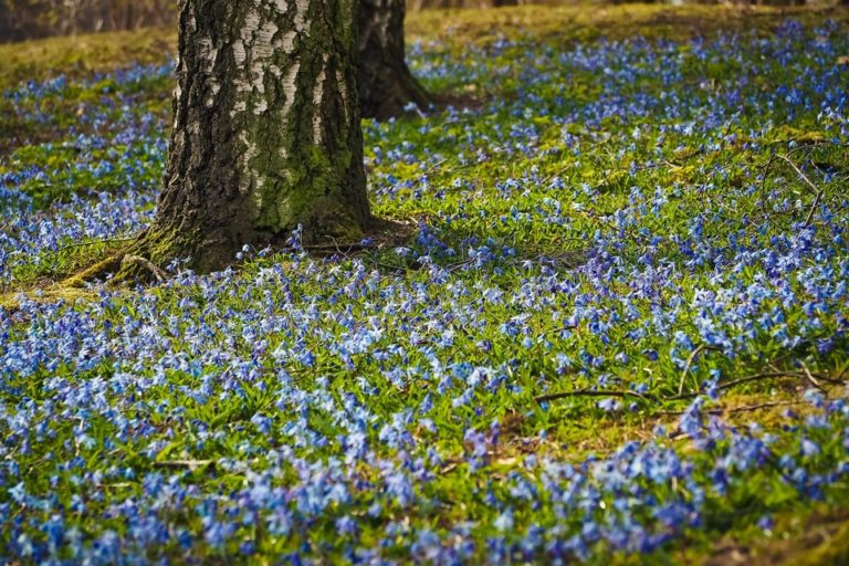 frühjahrskonzert web